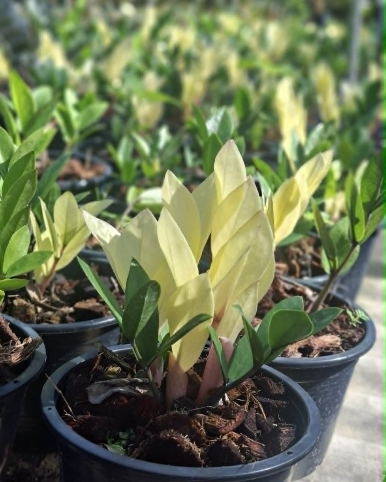 scientific name: Ficus microcarpa L.f. ‘Golden Leave’ f.microcarpa02