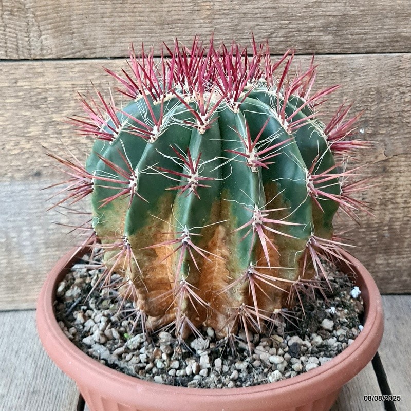 D5821 FEROCACTUS STAINESII pot24-H19-W18 cm MaMa Cactus