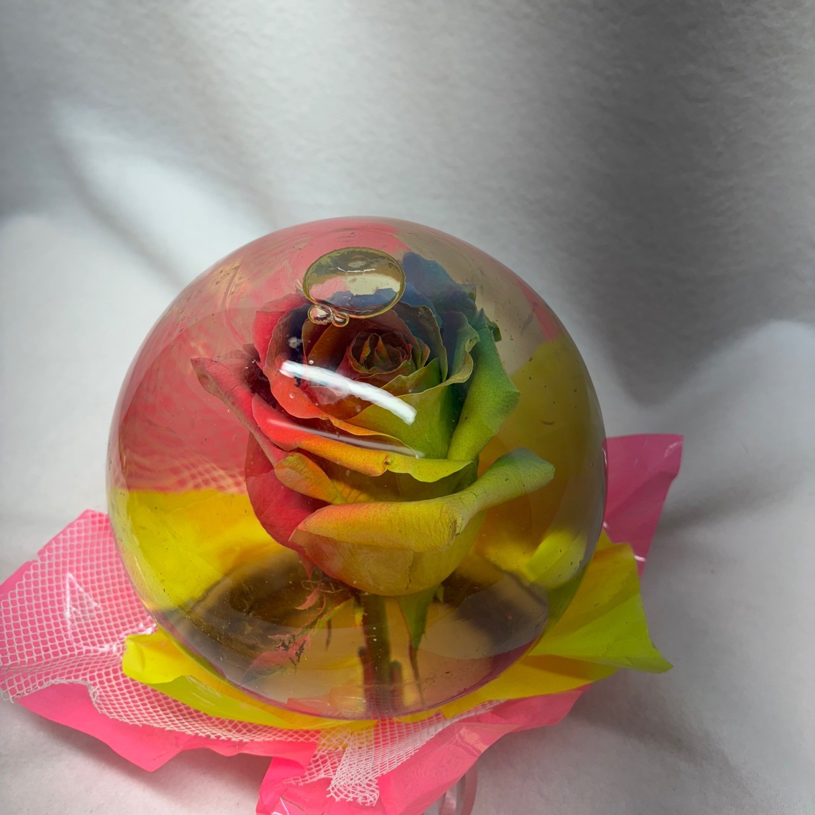 Four Brothers Farms Assorted Rose Globe Resin Preserved Rainbow Flower