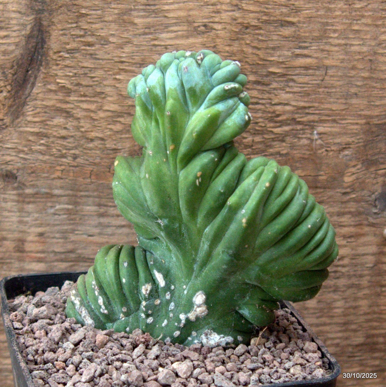 D7225 MYRTILLOCACTUS GEOMETRIZANS CRESTED pot10-H12-W10 cm MaMa Cactus