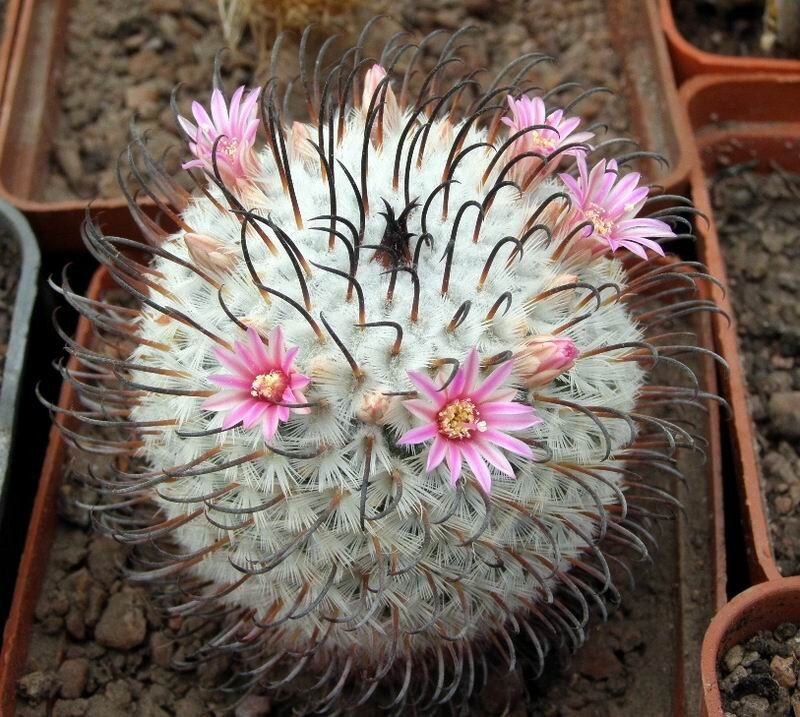Mammillaria perezdelarosae , seeds 10 pcs