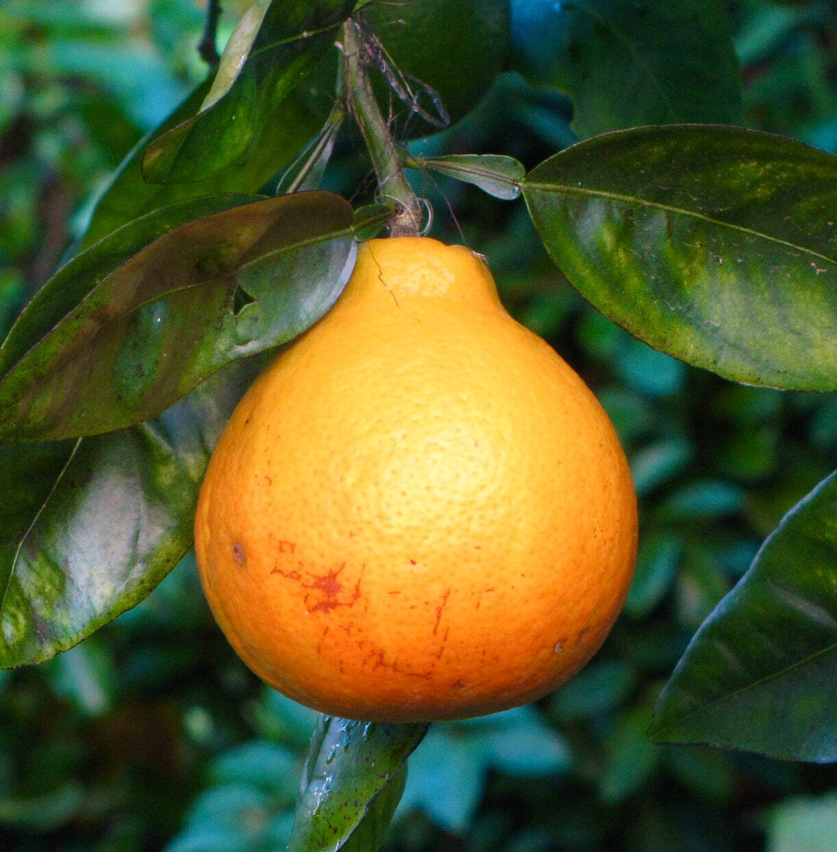 Citrus × tangelo MAPO – Tangelo | Honeybell
