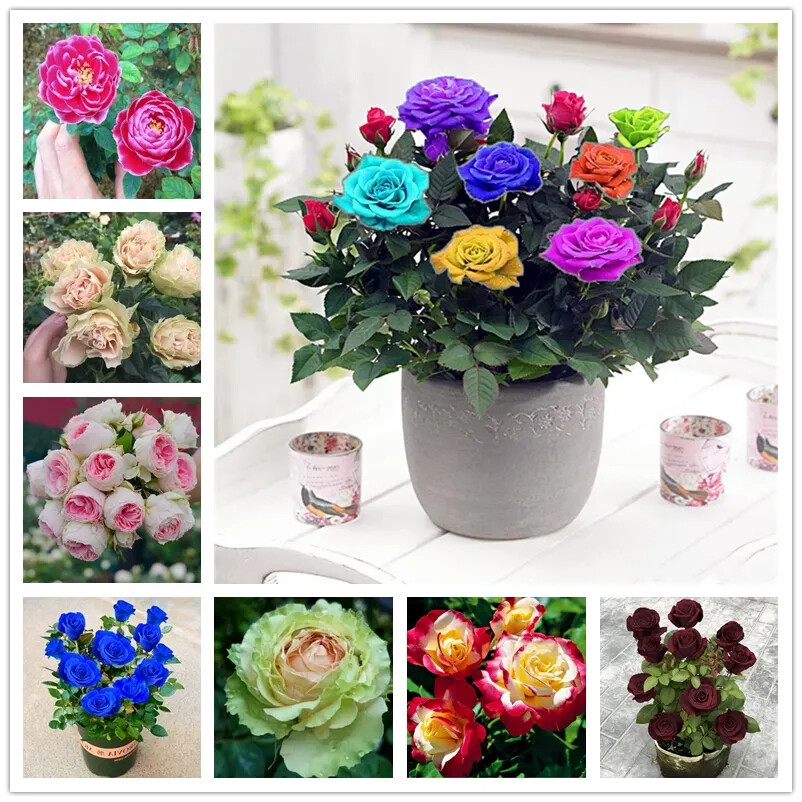(10) ROSE SEEDS RARE exotic perennial flower garden bush tea USA SELLER W/TRACK