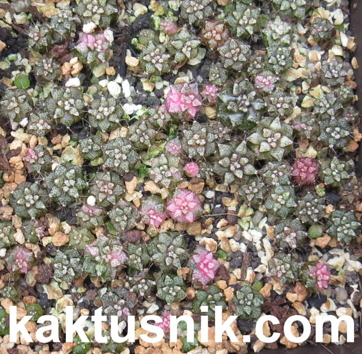 Gymnocalycium mihanovichii f.variegata mix 1000 seds sharvest 2025