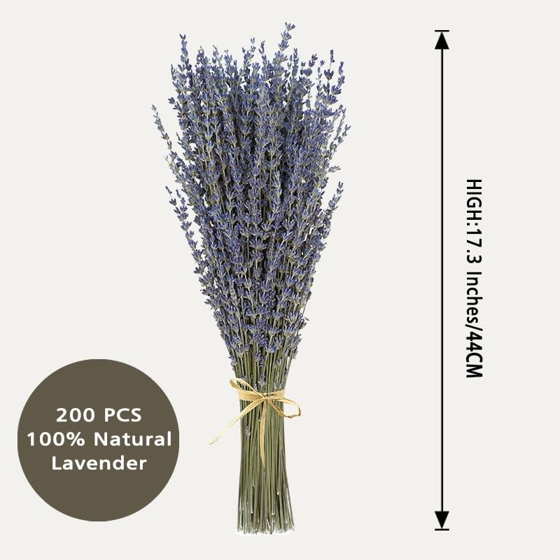Dried Lavender Flowers 2 Bunches Natural Purple Bouquet 15-17 Inch 200-220 Stems