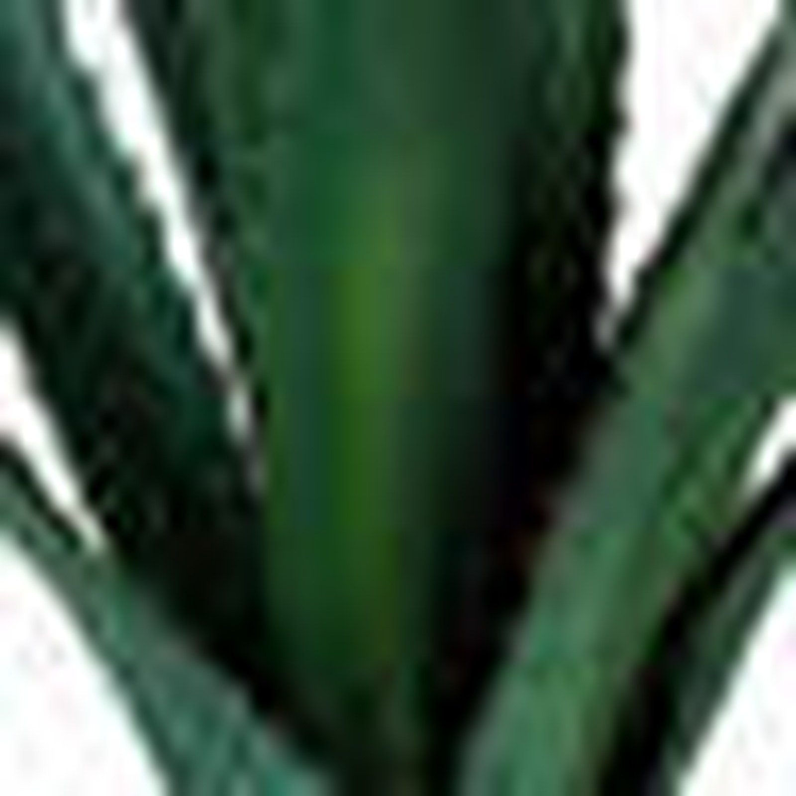 Primrue 52-Inch Giant Agave Fake Plant – Faux Succulent with Pot