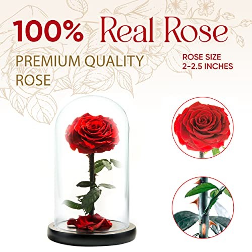 LOVAPPY Forever Preserved Rose – Eternal Rose in Assorted Colors , Sizes