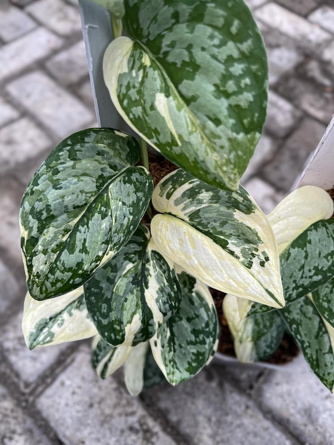Real Picture Scindapsus Agryraeus Variegated Rare Plant