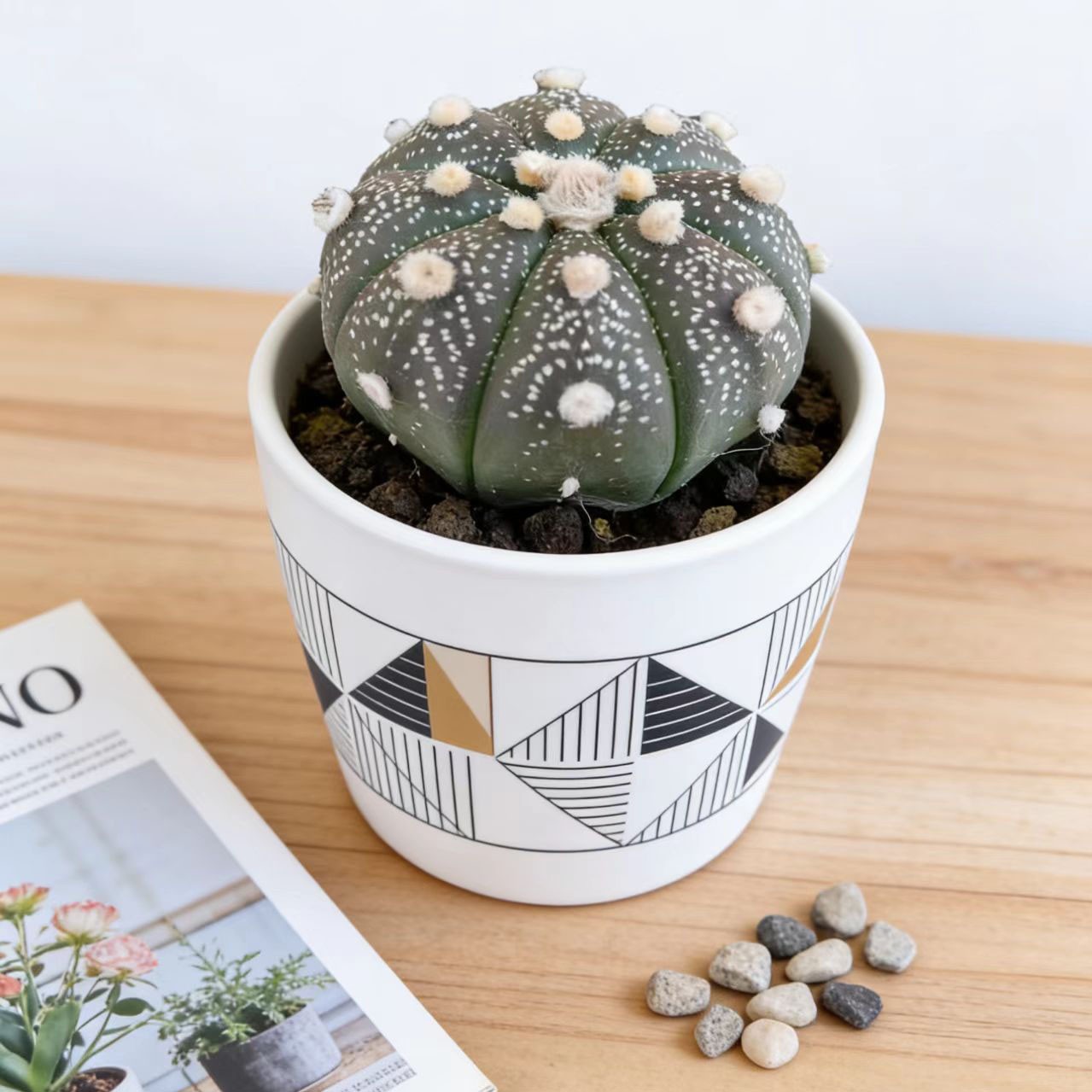 No Spine Star Cactus (Astrophytum asterias) Perfect for Home & Office Decor