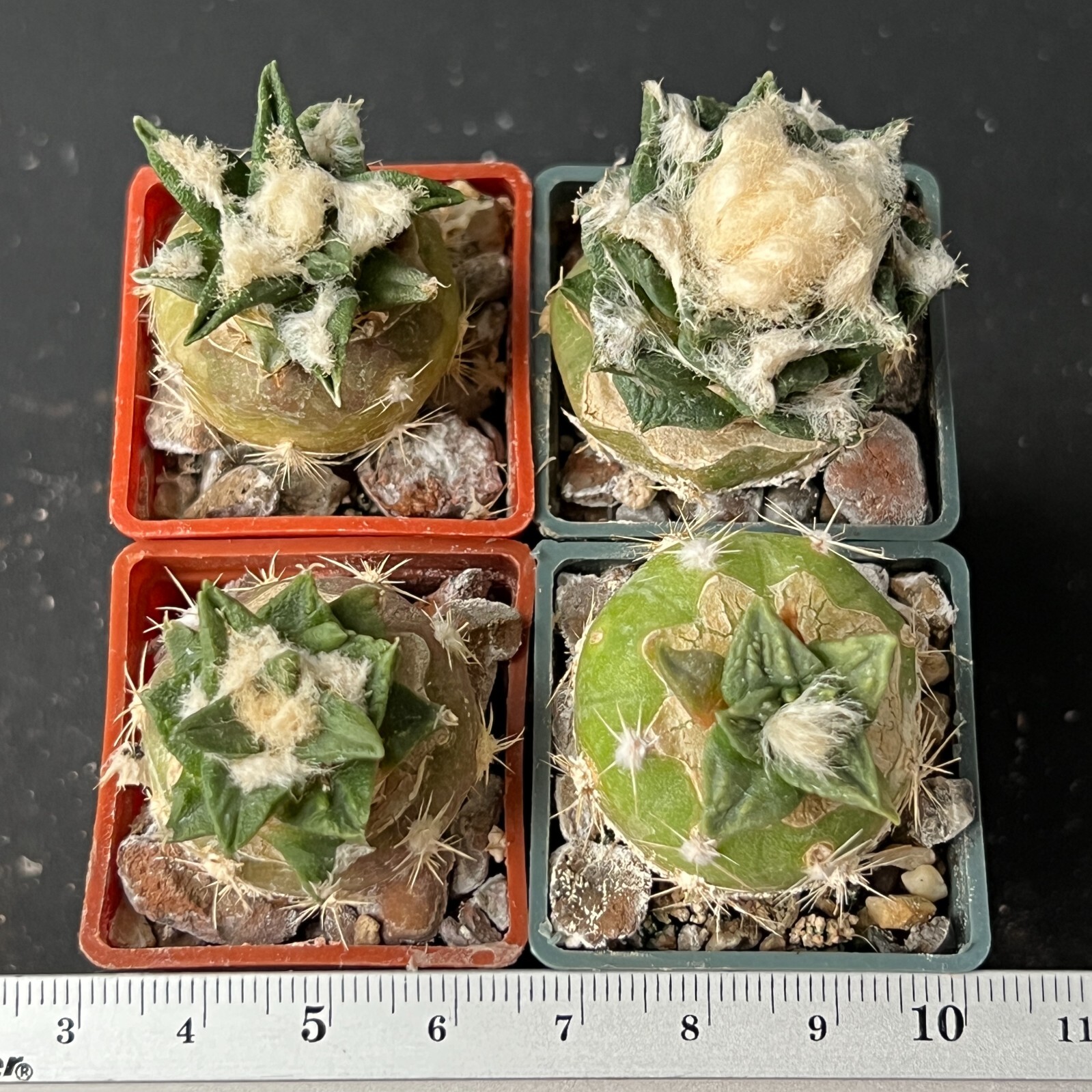 A29-1197. Cactus… Scaph. x Agavoides, 4 pieces! (Grafted)