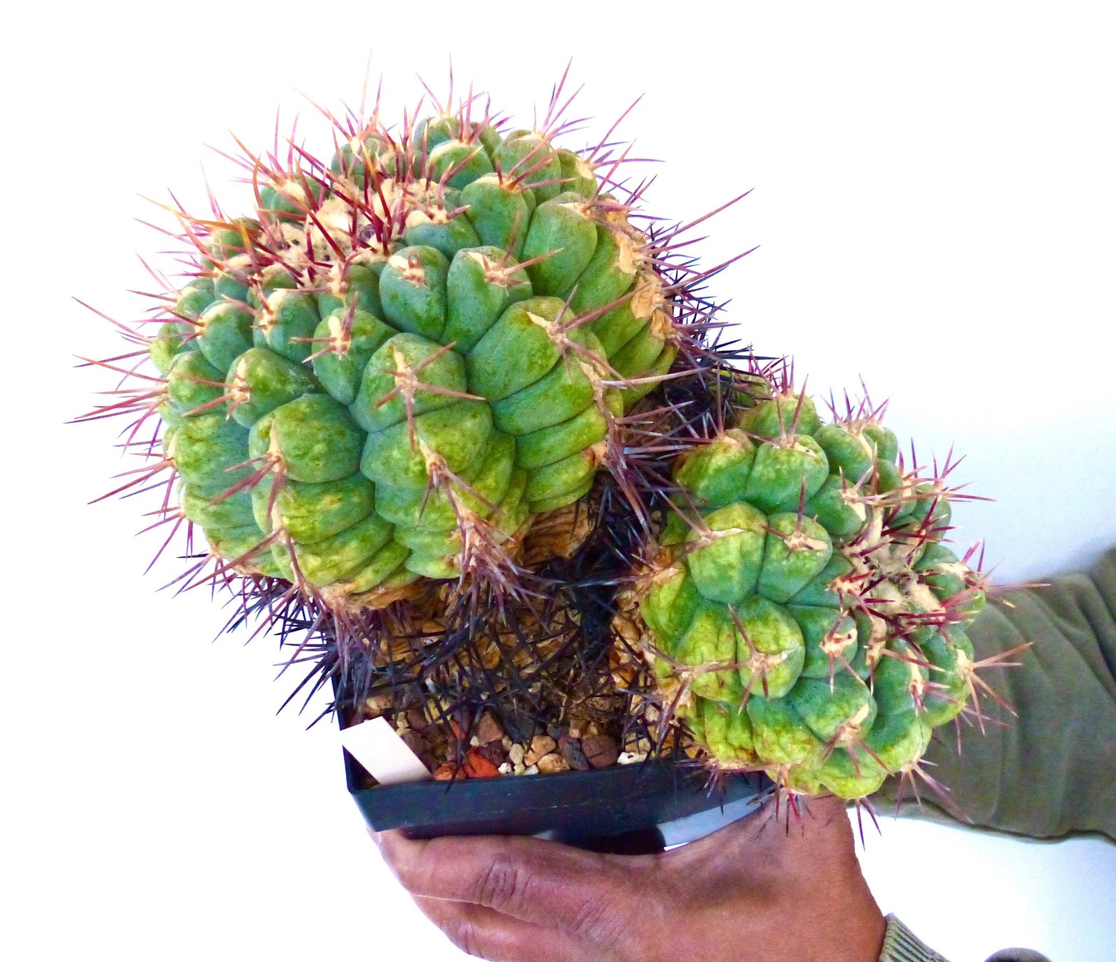 Thelocactus heterochromus var. bolansis 10 SEEDS – Rare Cactus SEEDS