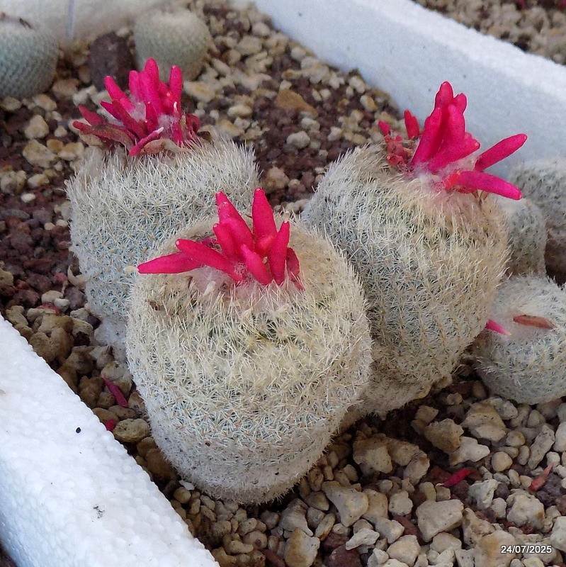 D5505 EPITHELANTHA MICROMERIS F. NEOMEXICANA potX-H8-W10 cm MaMa Cactus