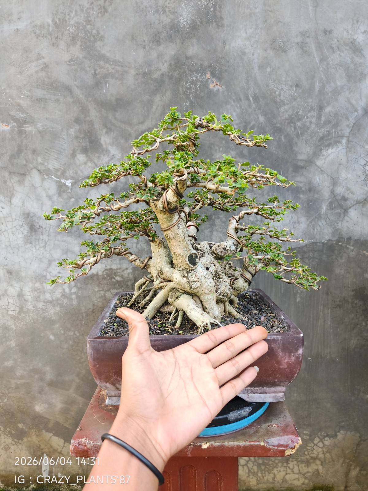REAL PICTURES – Premna Microphylla Bonsai Tree – Big Trunk – Medium Size – RARE