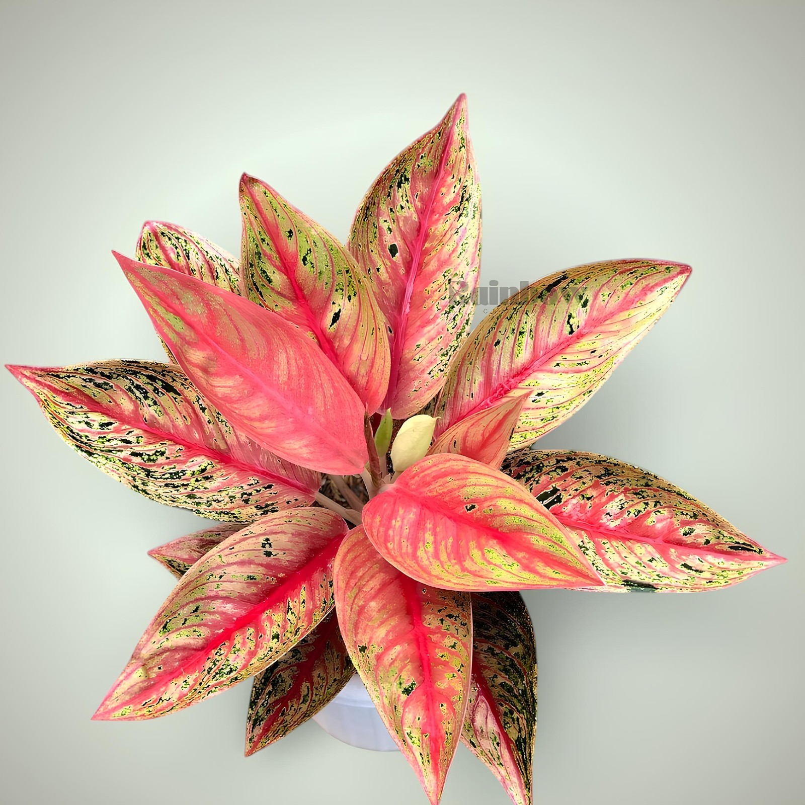 Aglaonema Red Legacy Beatiful Ornamental Plant
