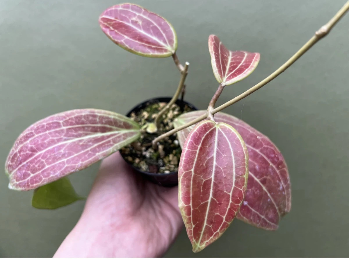 Real Pict Hoya Merrillii Red Rare Plant