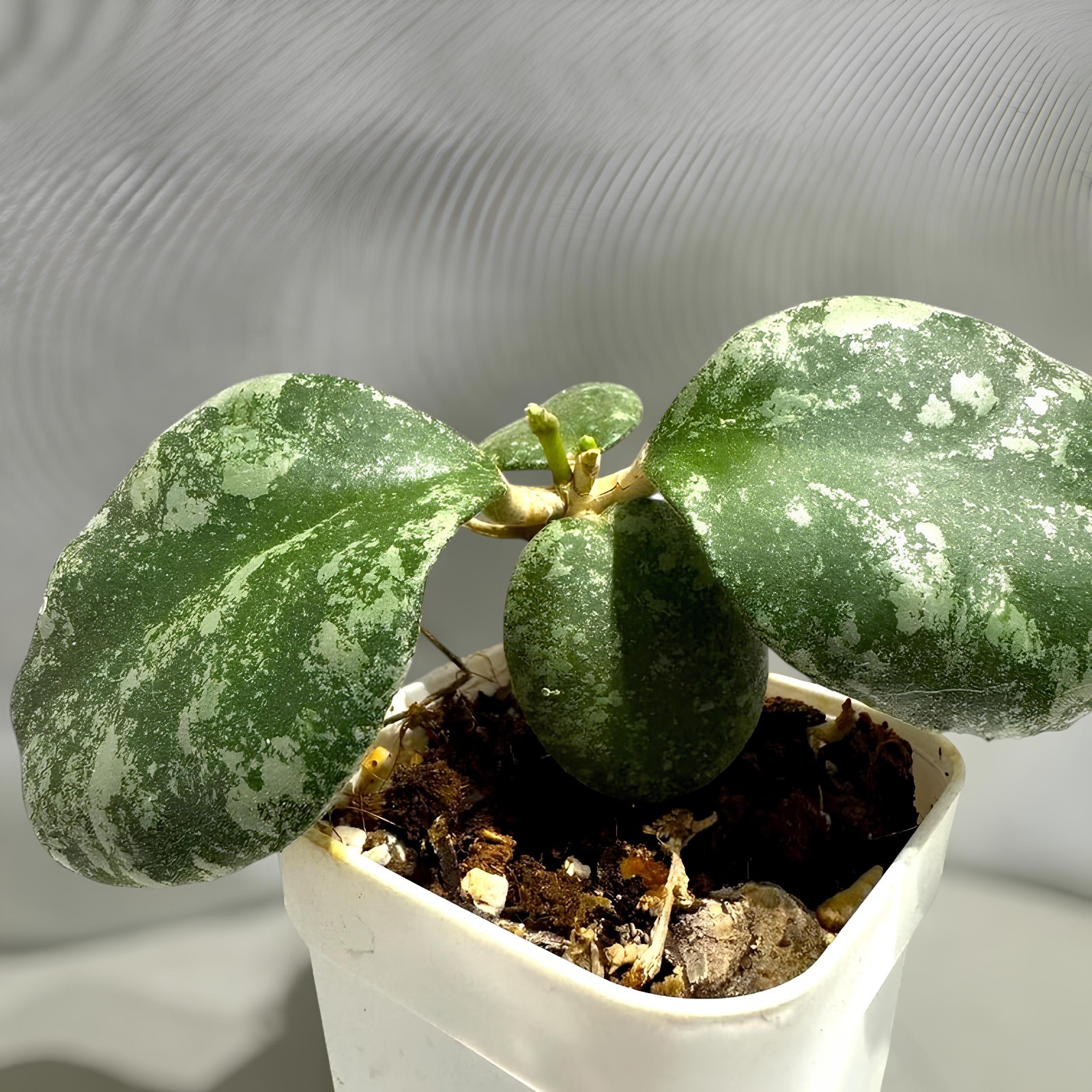 Hoya Waymaniae Splash Jungle Plant