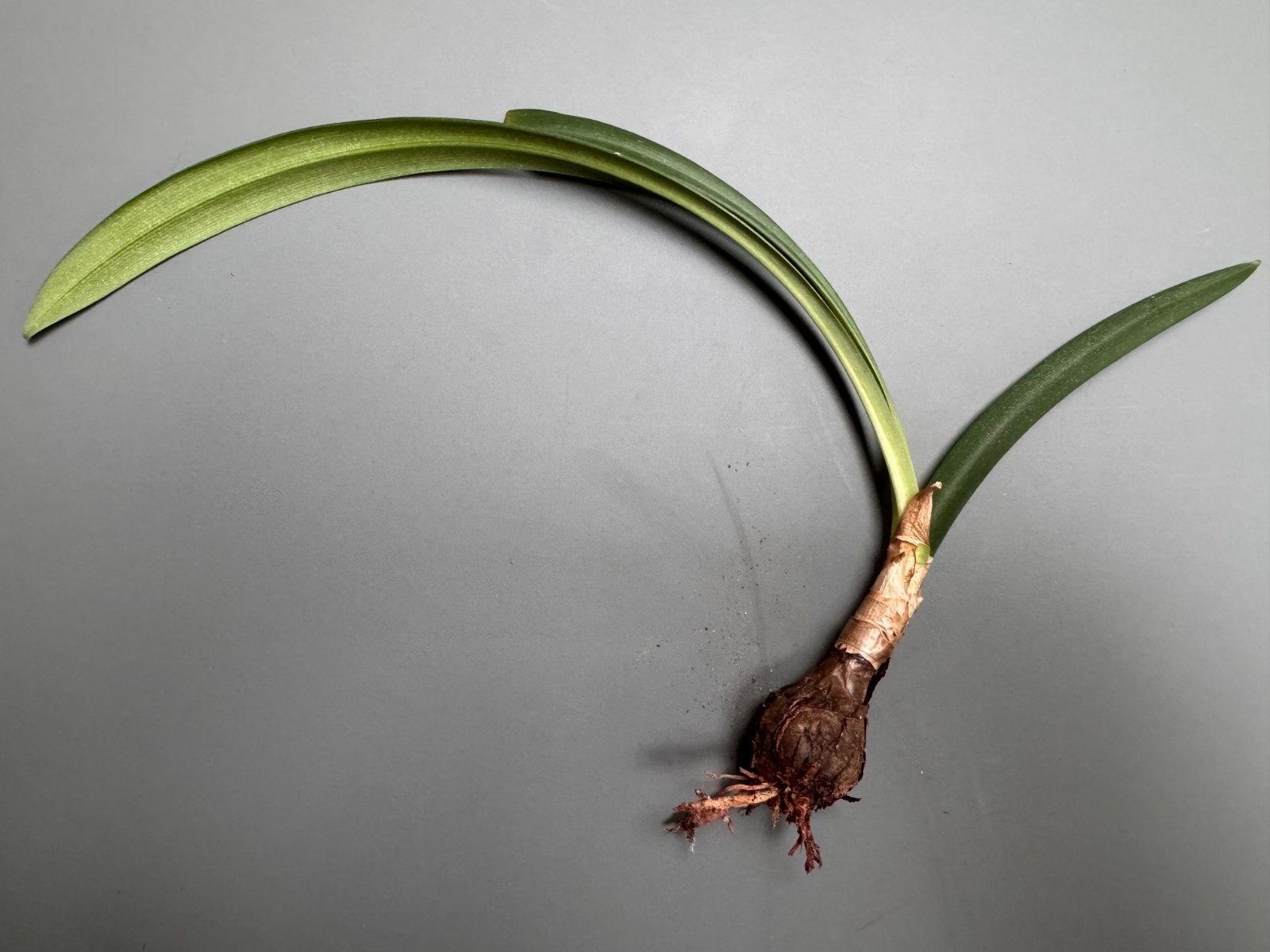 Hippeastrum machupijchense 2.1 cm – rare species