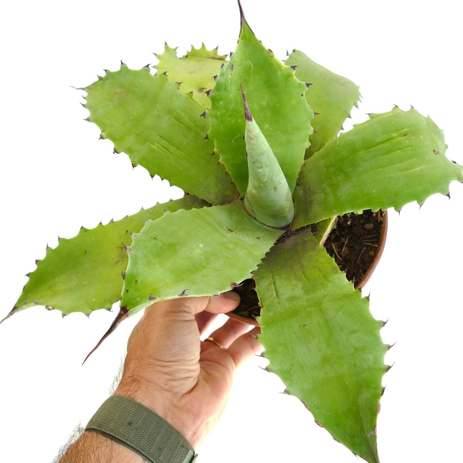 Agave parryi x agave sp. cv ‘BECKY’ STRONG GREEN – Parry’s agave hybrid | Centur