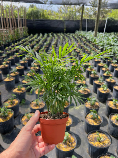Parlor Palm in 4″ Pot – Chamaedorea elegans – Neanthe bella | Live plant