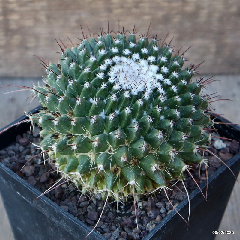 A6577 MAMMILLARIA SPINOSISSIMA pot10-H8-W9 cm MaMa Cactus