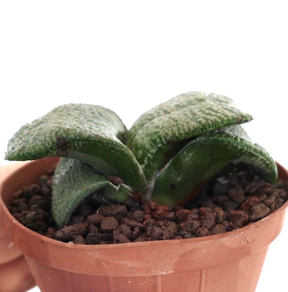 Gasteria armstrongii WHITE PEARL THICK LEAVES (DE LONGHI) – Dwarf Gasteria | Arm