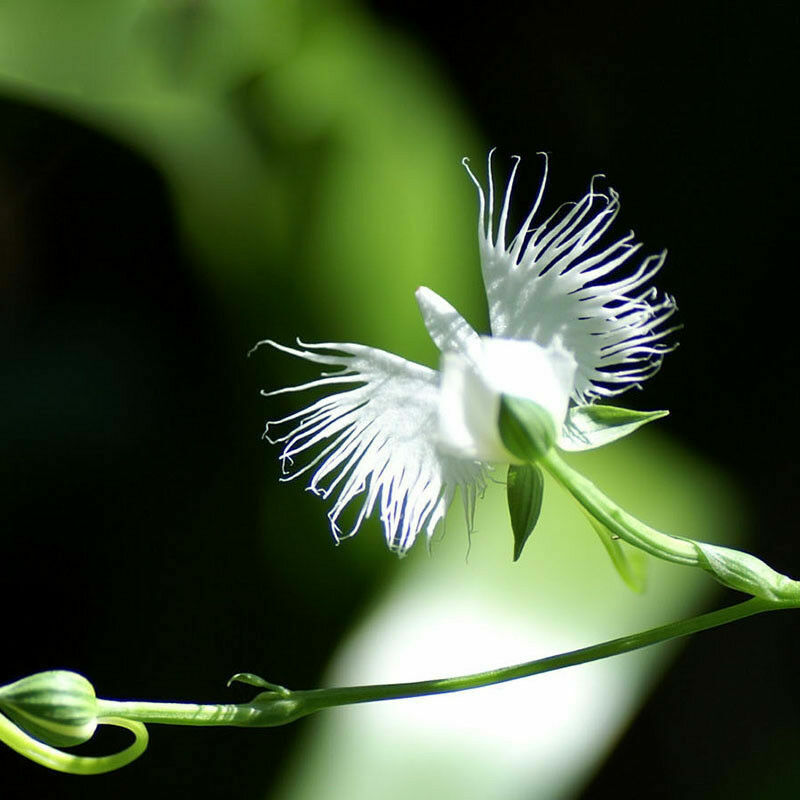 WHITE EGRET ORCHID FLOWER Habenaria Radiata Viable Seeds Plant Garden