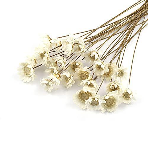MLSG 100 Stems Natural Dry Flowers Brazilian Small Star Daisy Decorative Dried