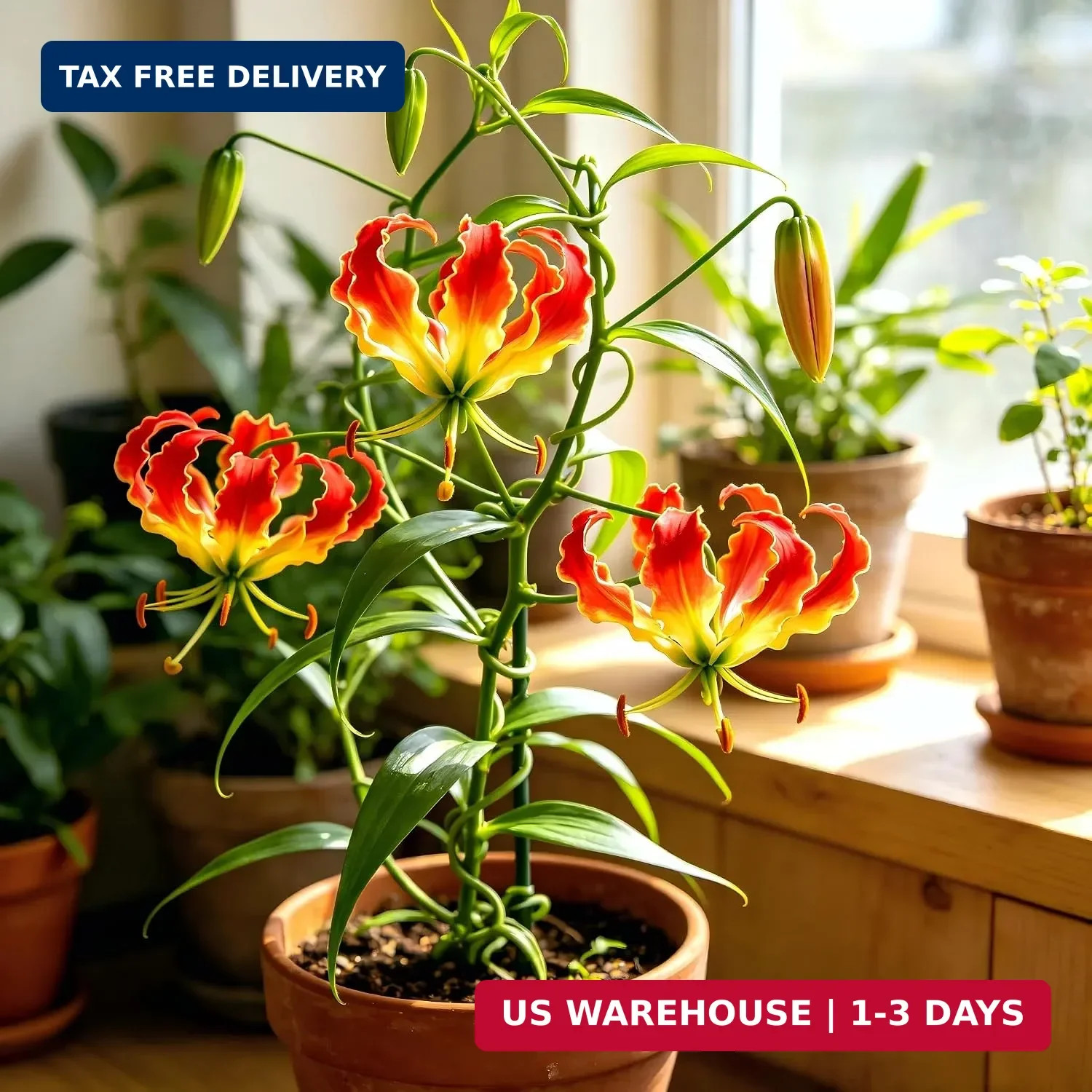 CarpetC 30+ Flame Lily Seeds for Planting, Gloriosa superba Glory Lily Climbing