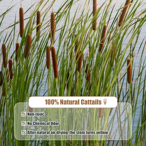 Dried Natural Cattails – 20PCS for DIY Floral Arrangements and Home Office