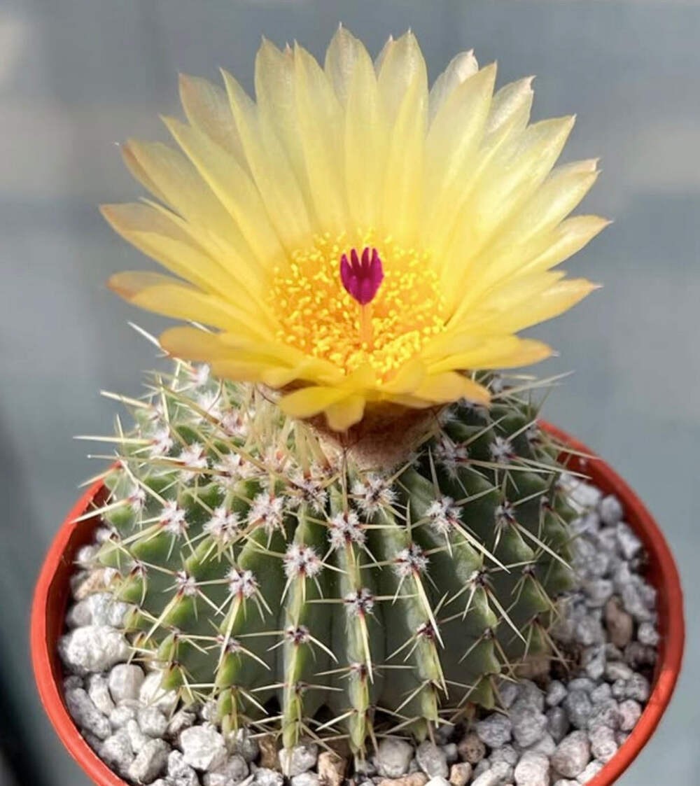 Notocactus buiningii 10 SEEDS – Golden ball cactus | Notocactus buiningii