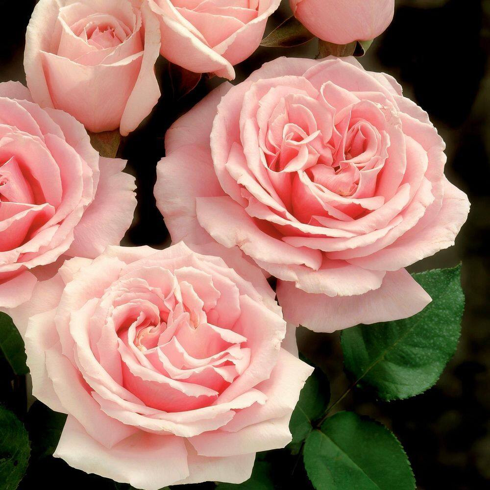 4 In. Cupcake Mini Rose with Pink Flowers (16-Pack)