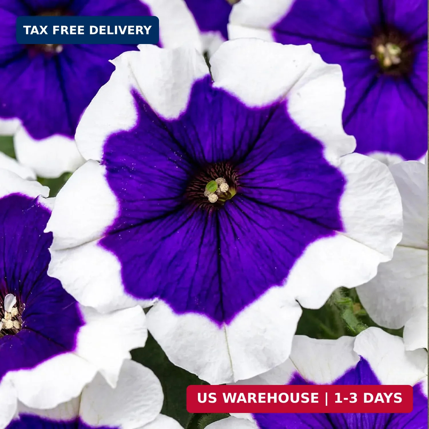 325+ Mix Petunia Flower Seeds for Planting-Petunia Hybrida Garden Flower Plant A