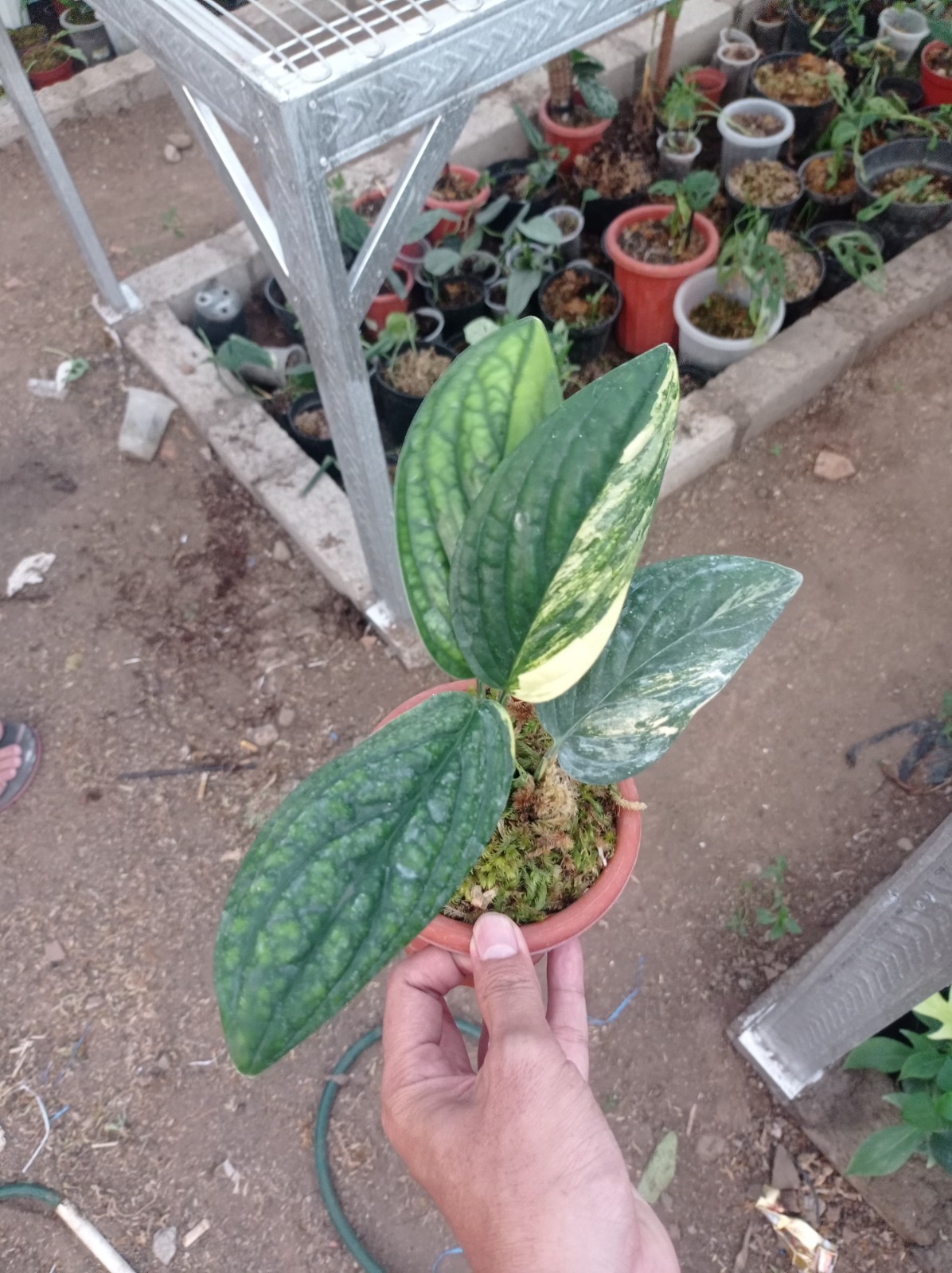 Monstera Peru Karstenianum Variegated Plant Houseplant Rare Plant