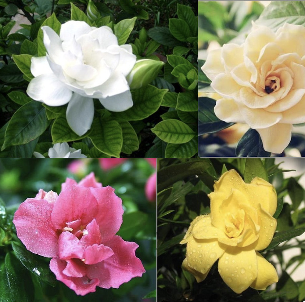 (10) GARDENIA SEEDS perennial flower garden bed bush plant USA SELLER W/TRACK