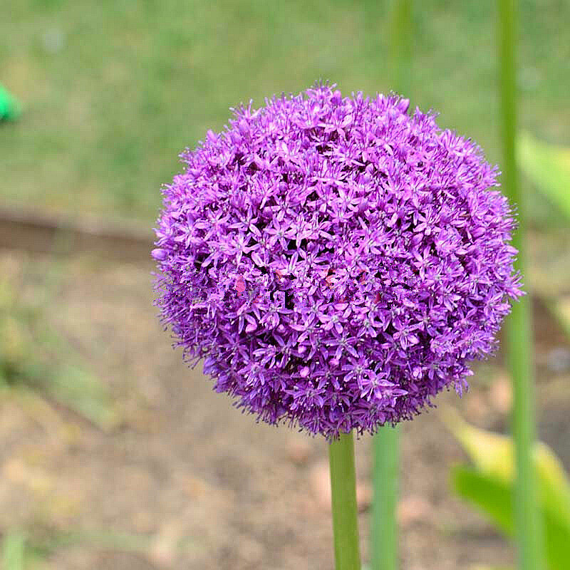 100pcs purple giant Allium giganteum flower seeds garden plant decor