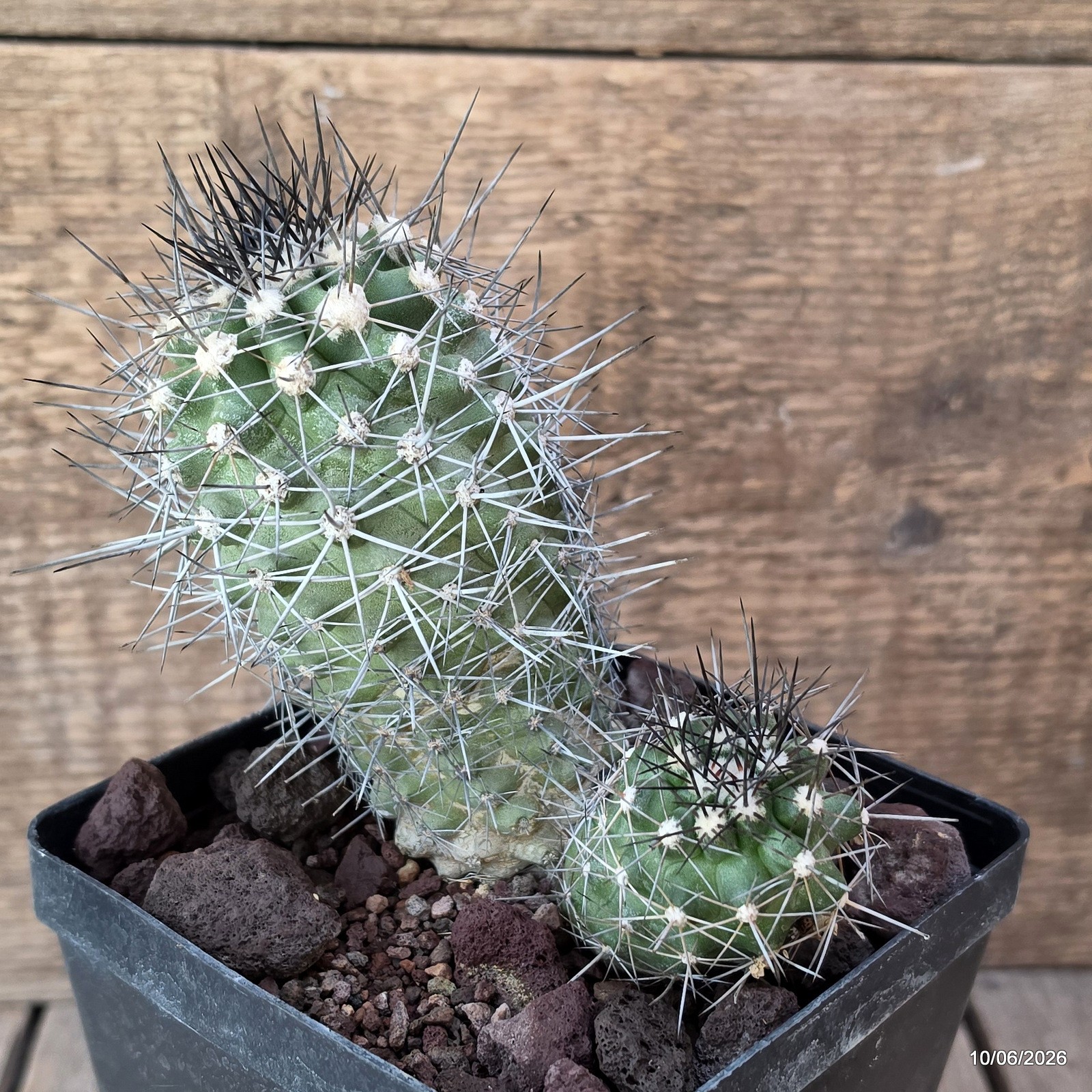 D3611 COPIAPOA HUMILIS V. LONGISPINA pot12-H12,5-W11,5 cm MaMa Cactus