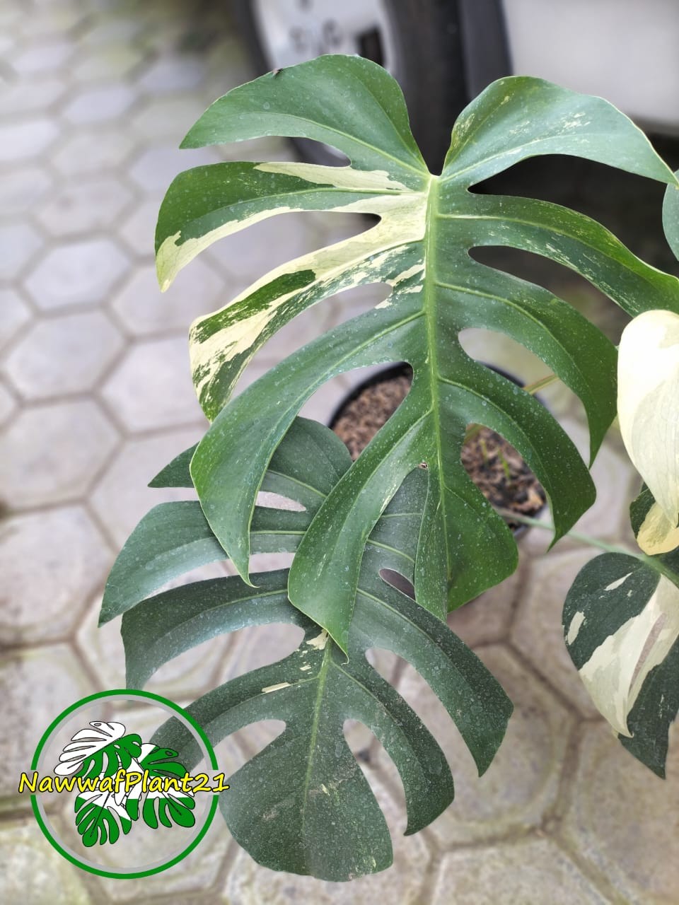 Monstera Jungle Mint Variegated Mature Real Picture Big Size