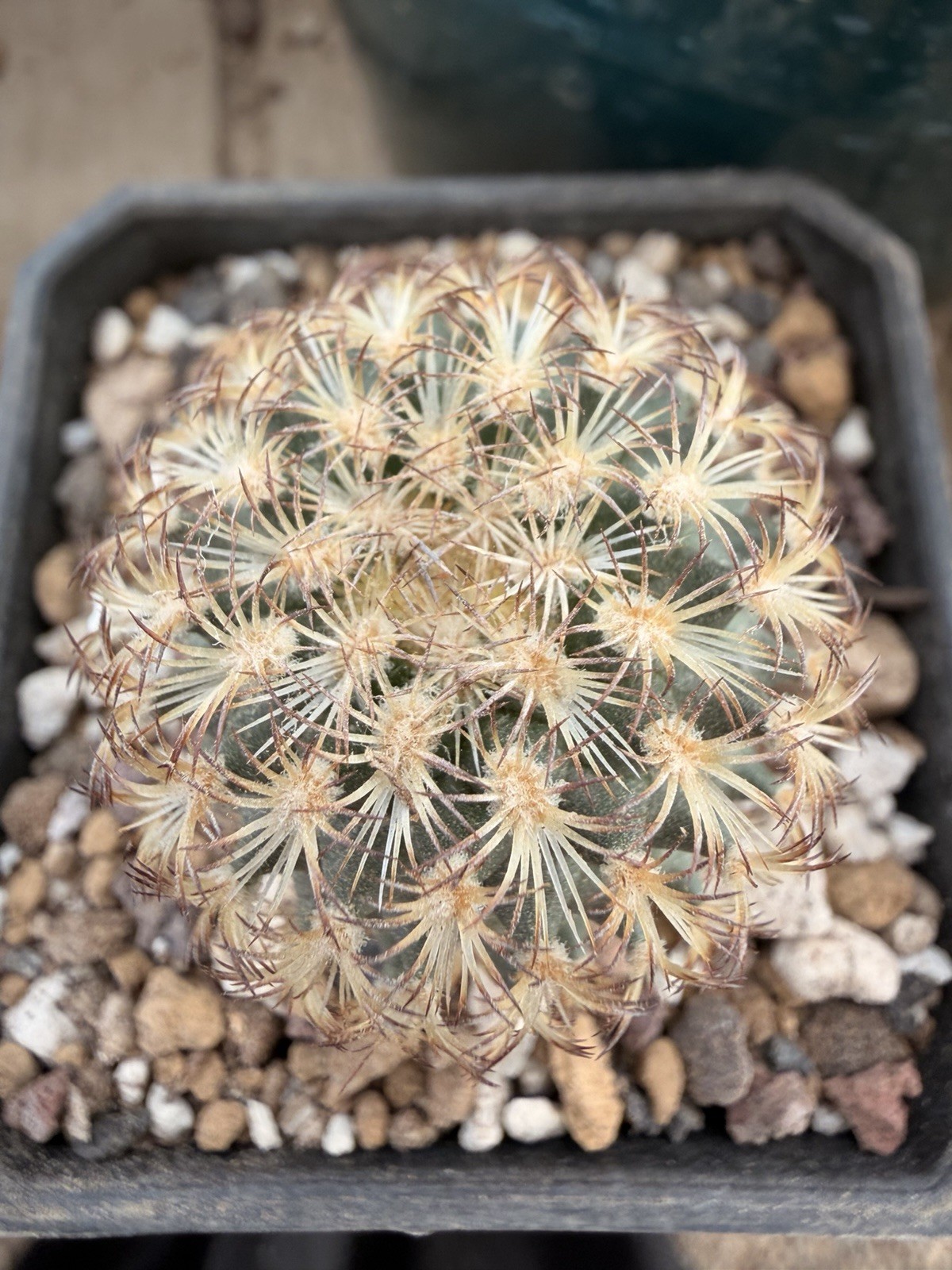 MAMMILLARIA STELLA DE TACUBAYA Cactus