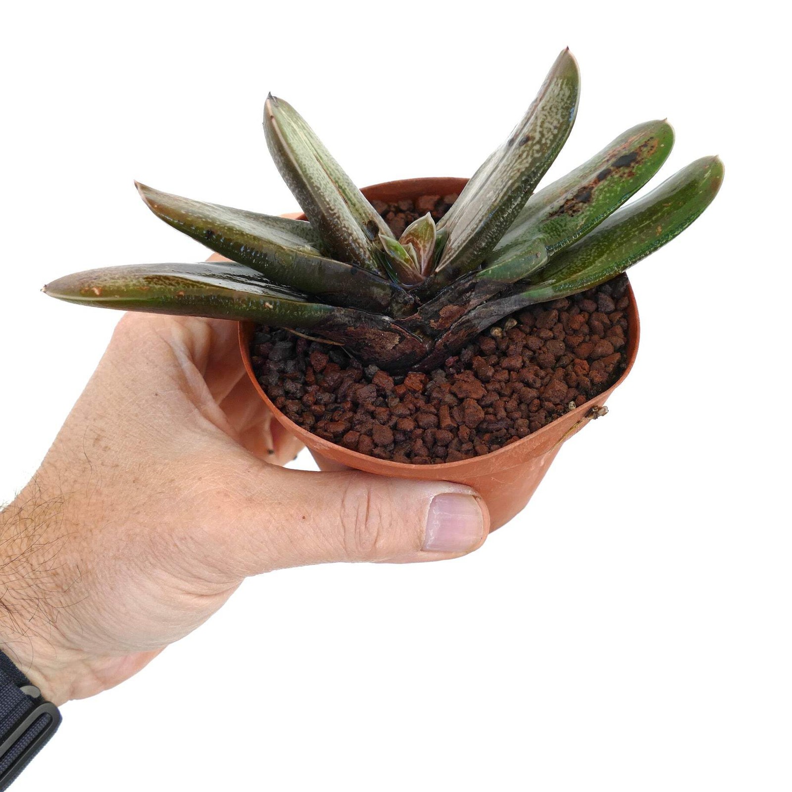 Gasteria spp. Hybrid – Ox tongue | Lawyer’s tongue