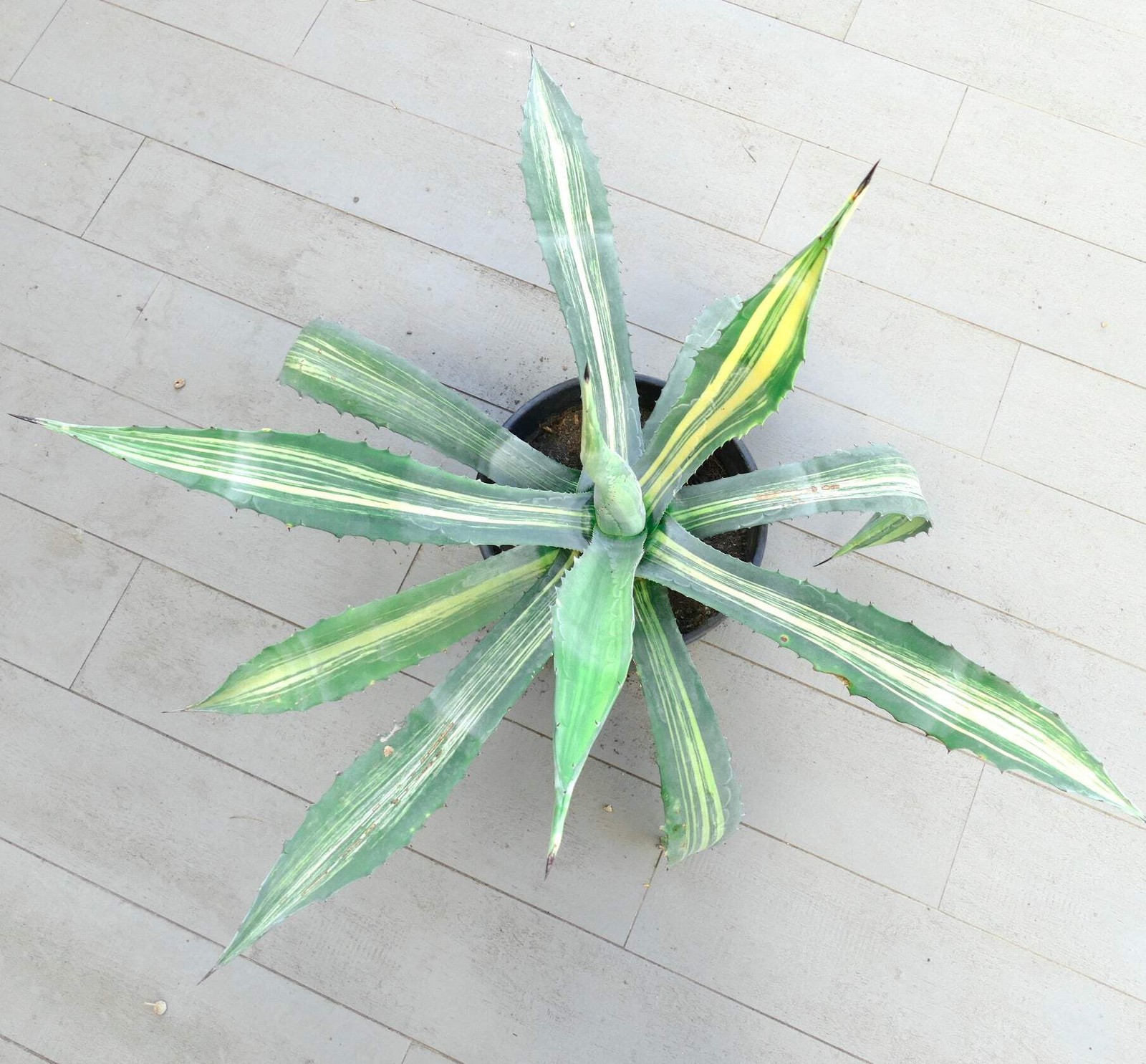 Agave americana STRIATA VARIEGATED 80cm – NO variegate white titanota