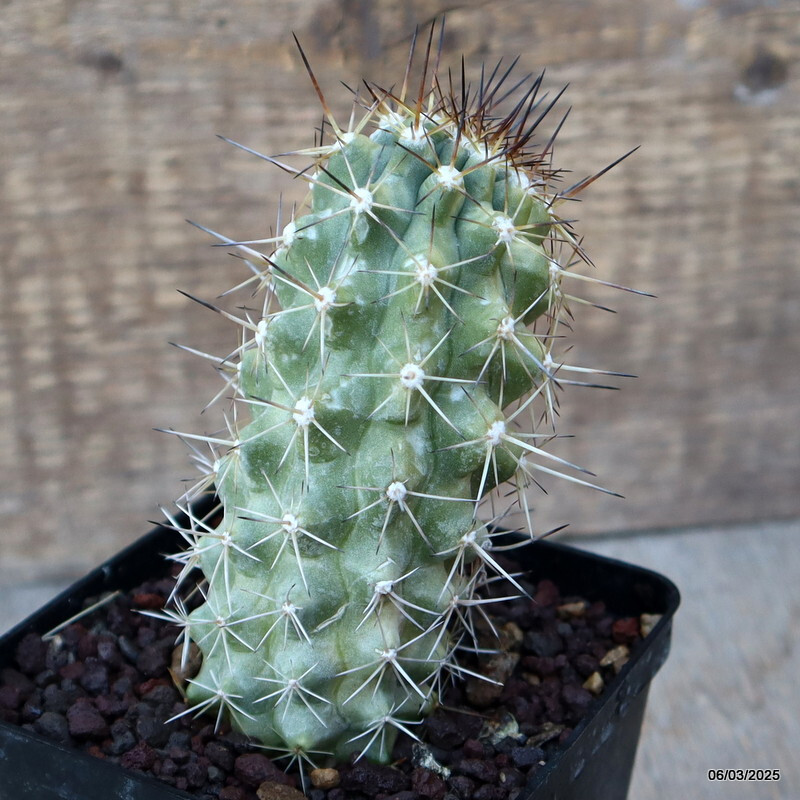 A4104 COPIAPOA HUMILIS V. LONGISPINA pot9-H11-W5 cm MaMa Cactus