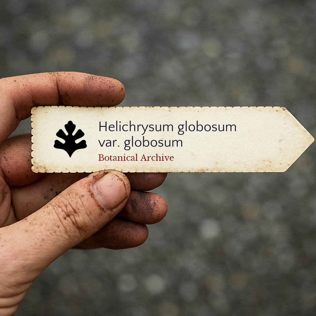 Helichrysum globosum var. globosum SEEDS – Globe everlasting | Golden everlastin