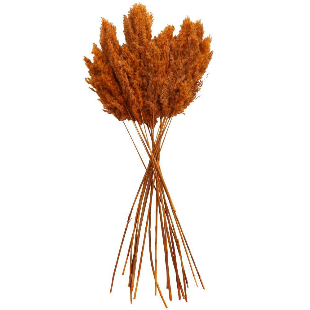 35 In. Pampas Natural Foliage with Long Stems (1 Bundle)