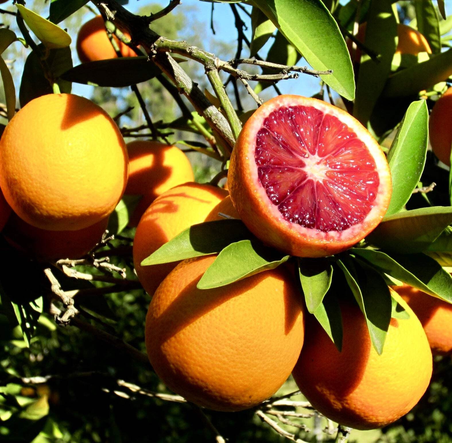 Citrus sinensis cv ‘Moro’ 50-70cm | Sweet orange | Orange tree – Sweet orange |