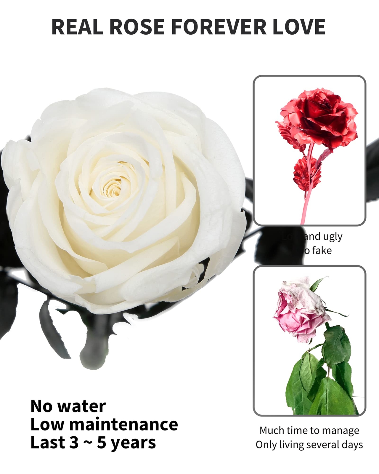 White Preserved Roses Prime Delivery Real Rose Gifts Women Mom Birthday