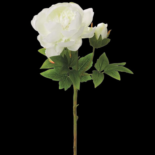 Gorgeous single stem white peony with bud