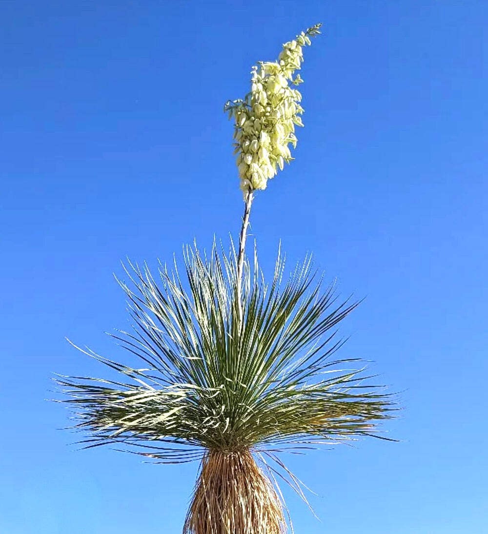 Yucca elata 1000 SEEDS – Soaptree yucca | Palmella