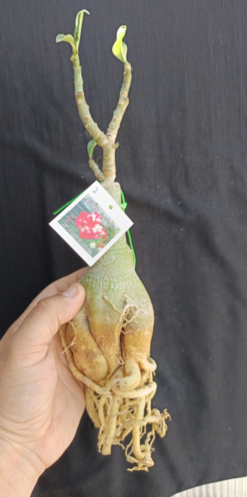 adenium plant
