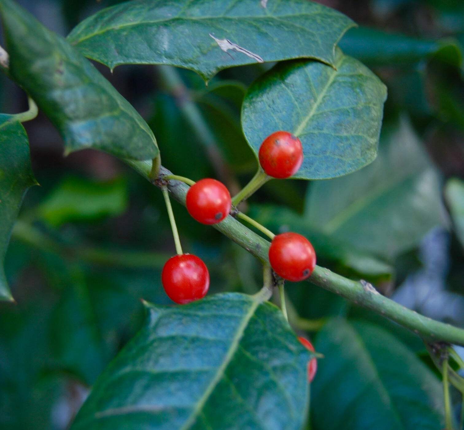 Ilex aquifolium cv ‘Nellie R. Stevens’ – Holly | European holly