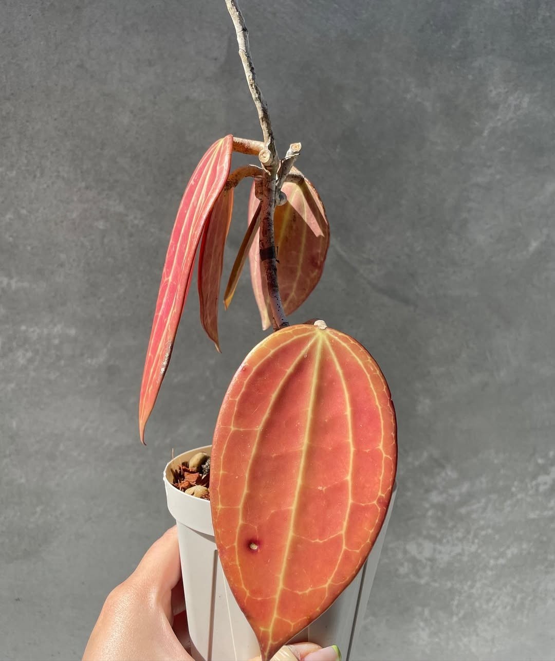 Hoya Macrophylla Super Red Sp Borneo Rare Tropical Plant